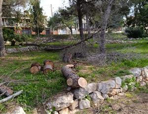 Tala directa de més de 40 arbres que no evidenciaven un mal estat a Les Roquetes. Fem Poble