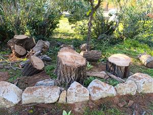 Tala directa de més de 40 arbres que no evidenciaven un mal estat a Les Roquetes