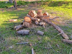 Tala directa de més de 40 arbres que no evidenciaven un mal estat a Les Roquetes
