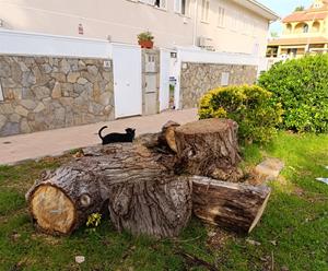 Tala directa de més de 40 arbres que no evidenciaven un mal estat a Les Roquetes