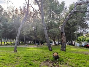 Tala directa de més de 40 arbres que no evidenciaven un mal estat a Les Roquetes