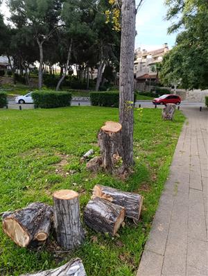 Tala directa de més de 40 arbres que no evidenciaven un mal estat a Les Roquetes