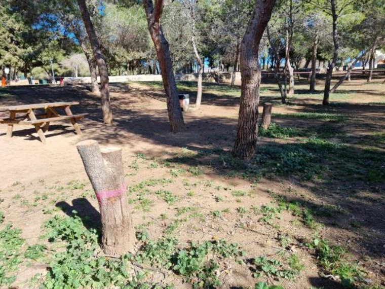 Talats 35 arbres morts per les restriccions en el reg al parc de la Quadra d'Enveja de Vilanova. Ajuntament de Vilanova