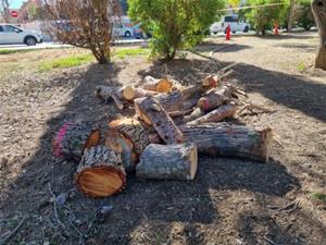 Talats 35 arbres morts per les restriccions en el reg al parc de la Quadra d'Enveja de Vilanova