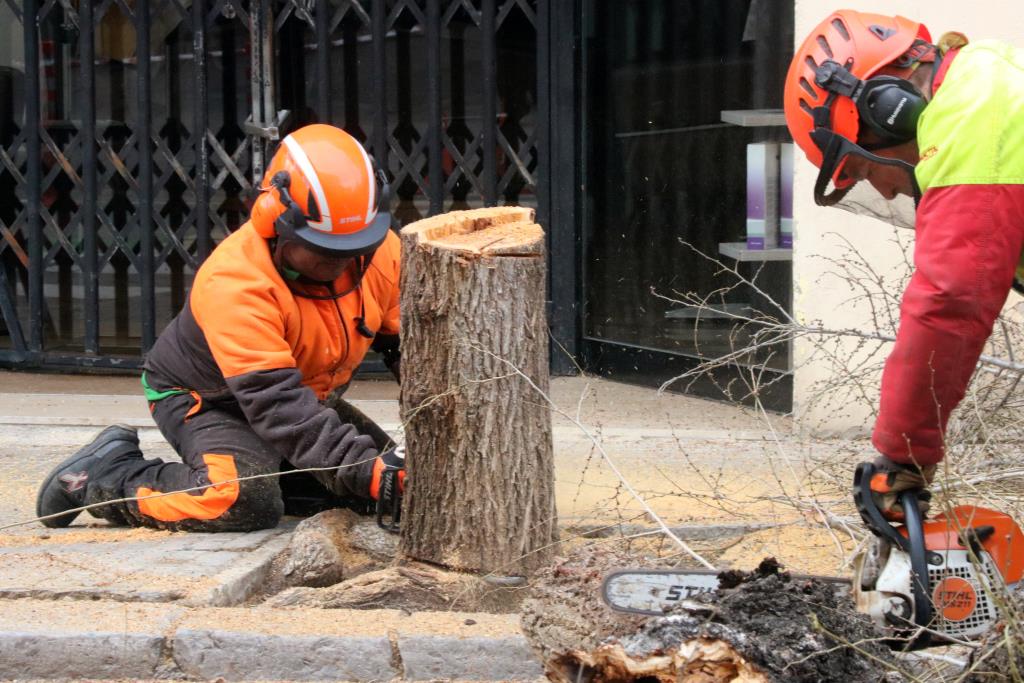 Talen a Vilanova i la Geltrú el centenar d’arbres podrits que substituiran per espècies més resistents a la sequera. Ajuntament de Vilanova