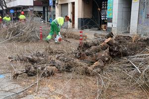 Talen a Vilanova i la Geltrú el centenar d’arbres podrits que substituiran per espècies més resistents a la sequera