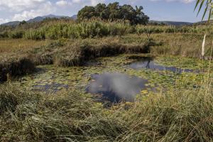 Ullals de Baltasar. Eix