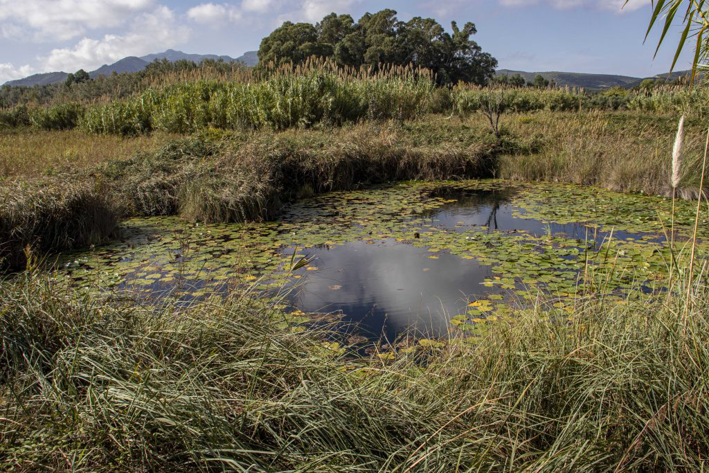Ullals de Baltasar. Eix
