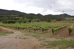 Un paisatge mosaic d'Aiguamúrcia, exemple europeu per estudiar com fer front als incendis mediterranis. ACN