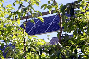 Un projecte pilot de l'IRTA estudia combinar la producció d'energia solar amb l'agrícola en camps de fruiters
