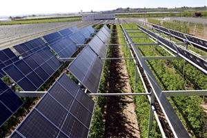 Un projecte pilot de l'IRTA estudia combinar la producció d'energia solar amb l'agrícola en camps de fruiters