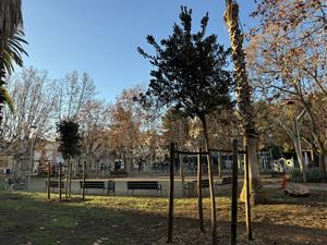 Vilafranca planta un centenar d’arbres nous en la campanya de reposició de l’arbrat. Ajuntament de Vilafranca