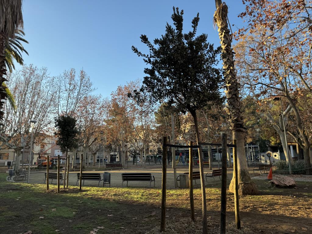 Vilafranca planta un centenar d’arbres nous en la campanya de reposició de l’arbrat. Ajuntament de Vilafranca