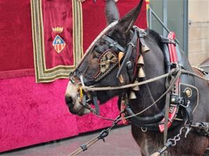 Vilanova i la Geltrú viu la festivitat de Sant Antoni amb els tradicionals Tres Tombs. Ajuntament de Vilanova