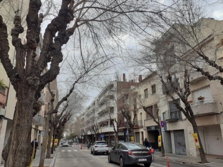 Vilanova reemplaçarà noranta-quatre oms en mal estat de la rambla Samà. Ajuntament de Vilanova