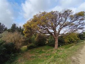 Actuacions de conservació per allargar la vida del Pi Gros, un arbre emblemàtic de 300 anys. Ajuntament de Vilanova