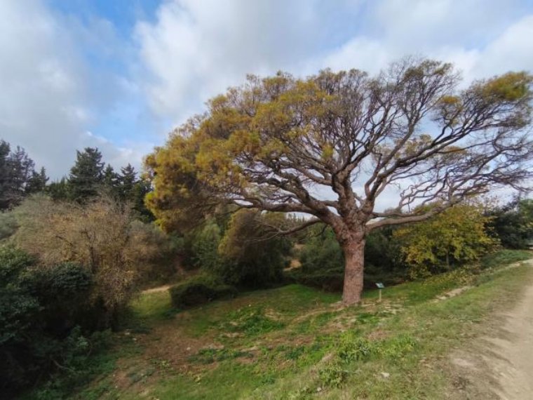 Actuacions de conservació per allargar la vida del Pi Gros, un arbre emblemàtic de 300 anys. Ajuntament de Vilanova