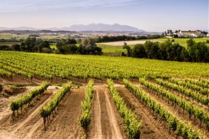 AECAVA presenta un nou argumentari per reivindicar el valor i la identitat del Cava. AECAVA