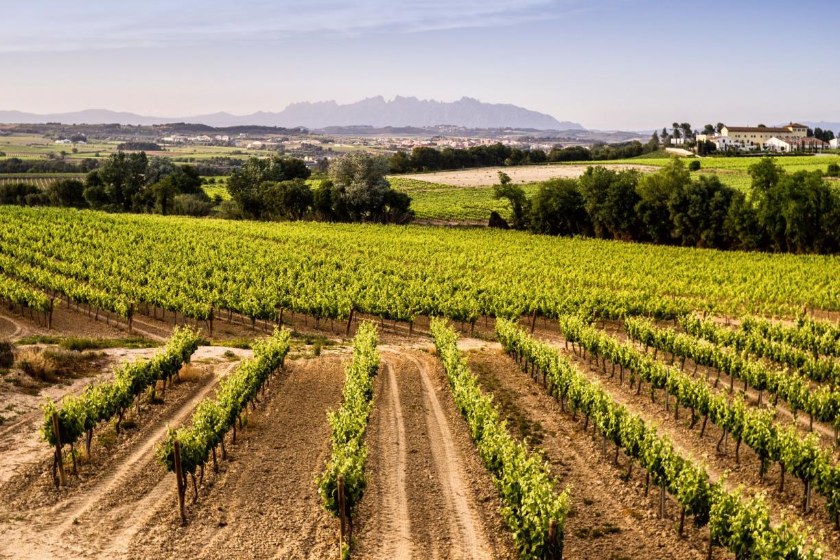 AECAVA presenta un nou argumentari per reivindicar el valor i la identitat del Cava. AECAVA