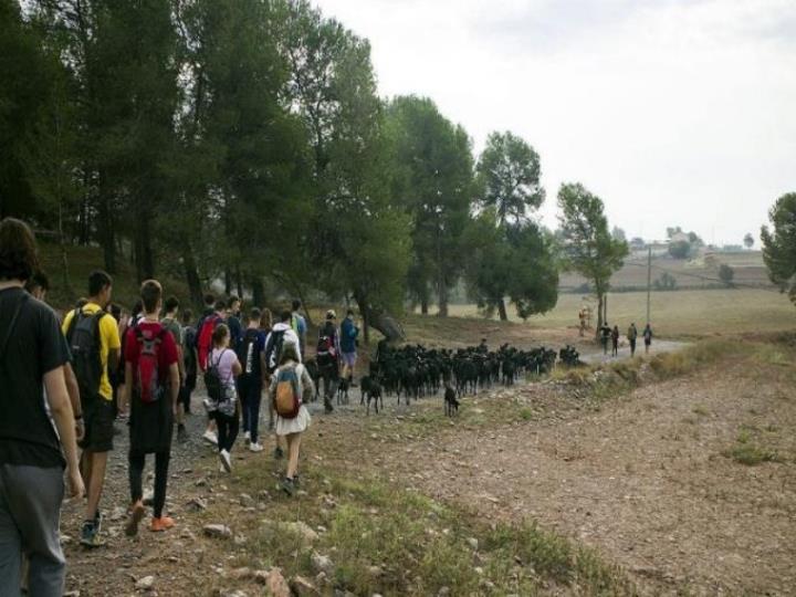 Camins de Vida. Transhumància, pastors i ramats