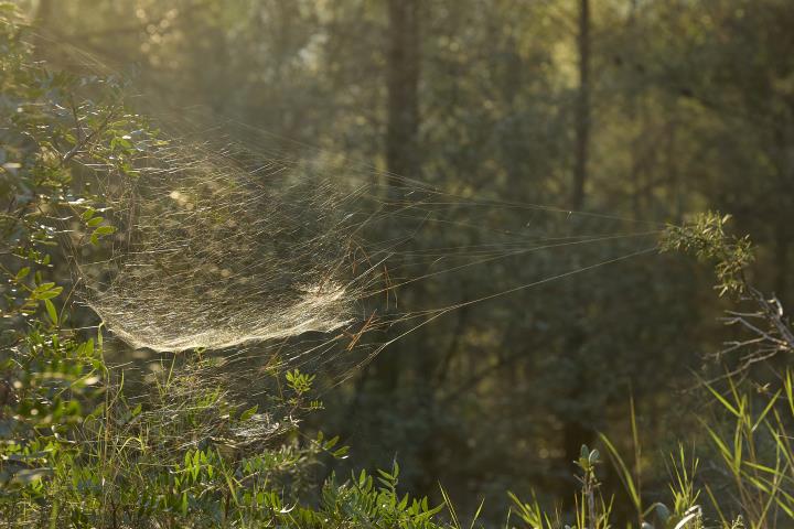 El Bosc de la Imaginació – De la Sequera a l’Esperança