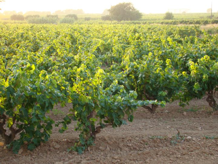 Itinerari guiat entre vinyes a Sant Pau en el marc del Vijazz