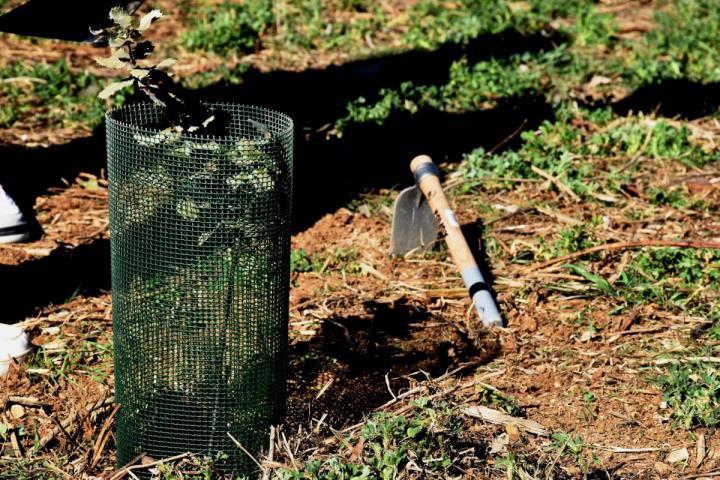 Plantació forestal a la Serreta