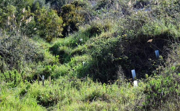 Sortida d'interpretació de la natura a les Bassetes