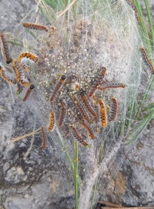 Agricultura completa els tractaments aeris per controlar la processionària del pi sobre 2.266 hectàrees del Penedès. Generalitat de Catalunya