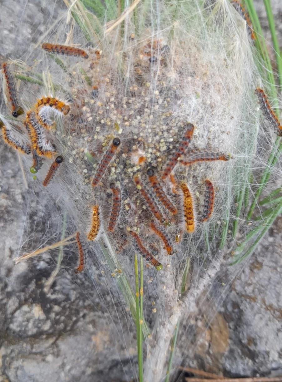 Agricultura completa els tractaments aeris per controlar la processionària del pi sobre 2.266 hectàrees del Penedès. Generalitat de Catalunya
