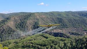Agricultura completa els tractaments aeris per controlar la processionària del pi sobre 2.266 hectàrees del Penedès