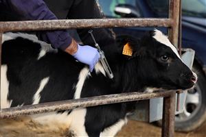 Agricultura estén la vacunació de la dermatosi nodular contagiosa al Penedès. ACN