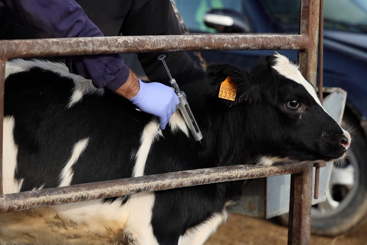 Agricultura estén la vacunació de la dermatosi nodular contagiosa al Penedès. ACN