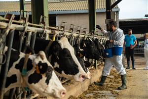 Agricultura rep l’autorització de la Comissió Europea per vacunar de la dermatosi nodular al Penedès. ACN