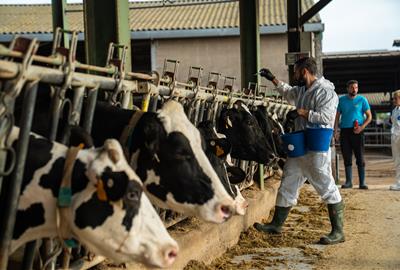 Agricultura rep l’autorització de la Comissió Europea per vacunar de la dermatosi nodular al Penedès. ACN