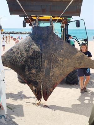 Apareix una mantarraya morta a la platja de Terramar de Sitges. Garçi Sitges