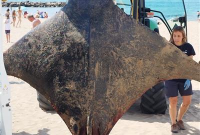 Apareix una mantarraya morta a la platja de Terramar de Sitges. Garçi Sitges