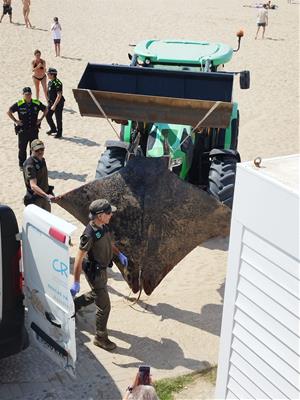 Apareix una mantarraya morta a la platja de Terramar de Sitges