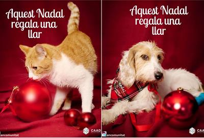 Aquest Nadal, regala una llar: adopta o acull un pelut del CAAD Penedès. Mancomunitat