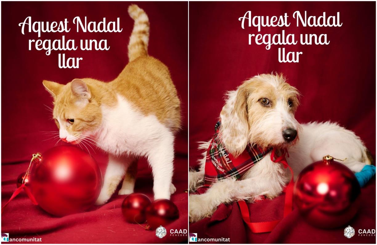 Aquest Nadal, regala una llar: adopta o acull un pelut del CAAD Penedès. Mancomunitat