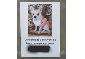 Cartell gos busca novia. Ferran Savall