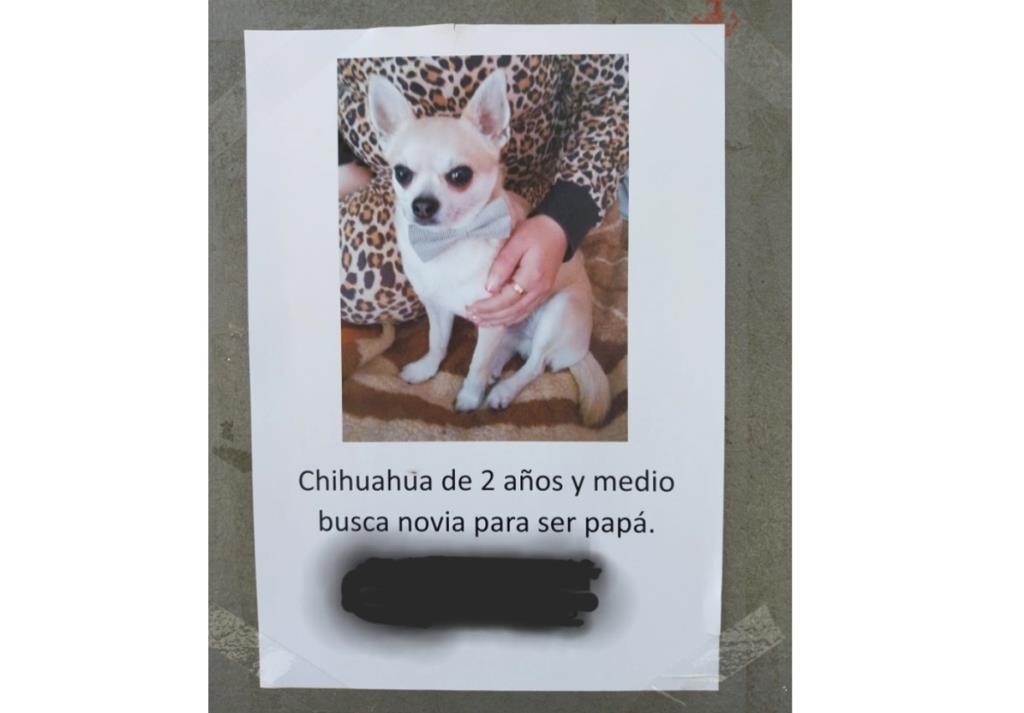Cartell gos busca novia. Ferran Savall