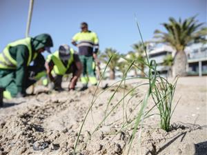 Comença la segona fase de recuperació del sistema dunar a la platja de la Mota de Sant Pere. Ajuntament de Cubelles