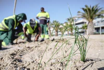 Comença la segona fase de recuperació del sistema dunar a la platja de la Mota de Sant Pere. Ajuntament de Cubelles