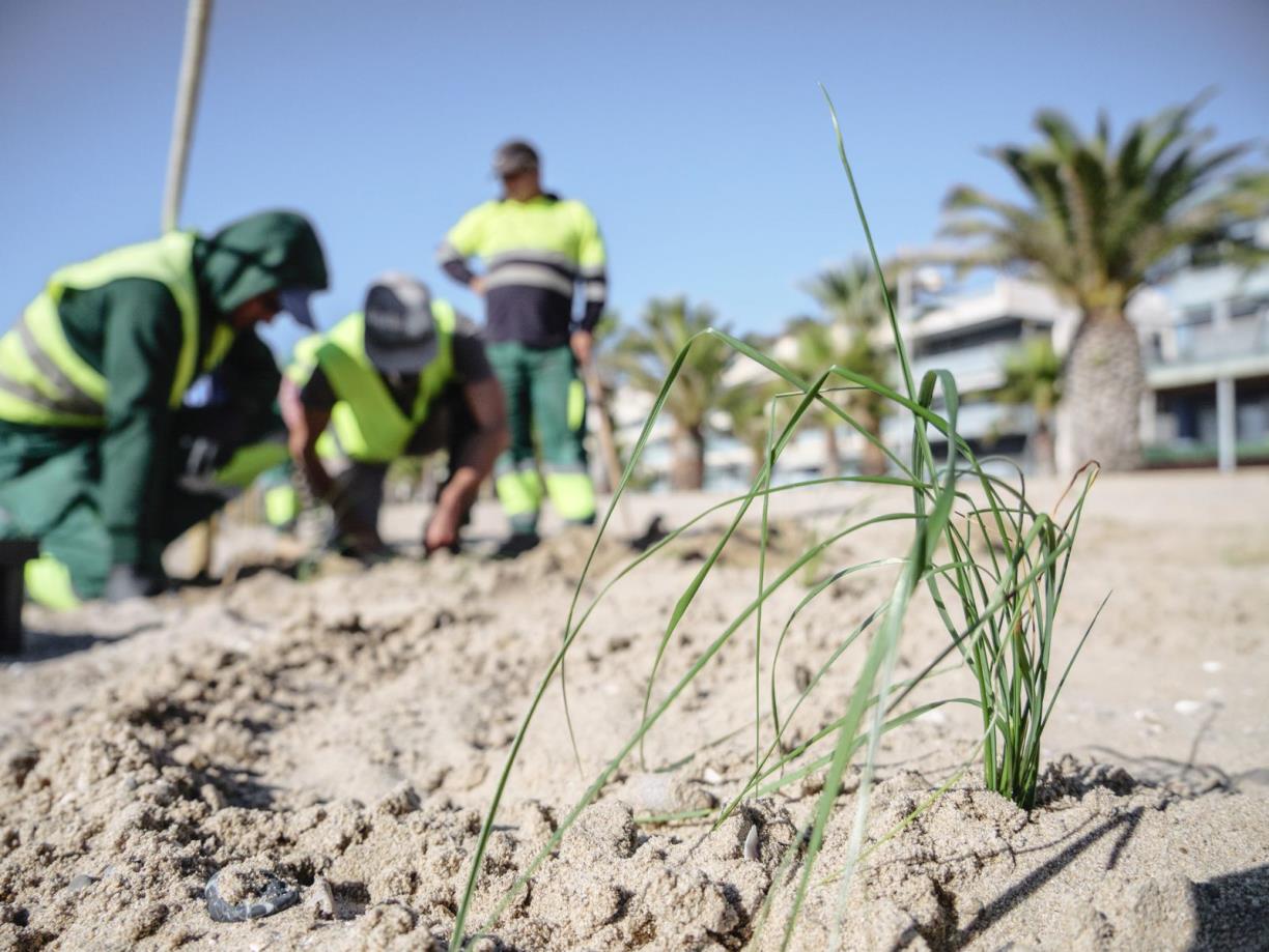 Comença la segona fase de recuperació del sistema dunar a la platja de la Mota de Sant Pere. Ajuntament de Cubelles