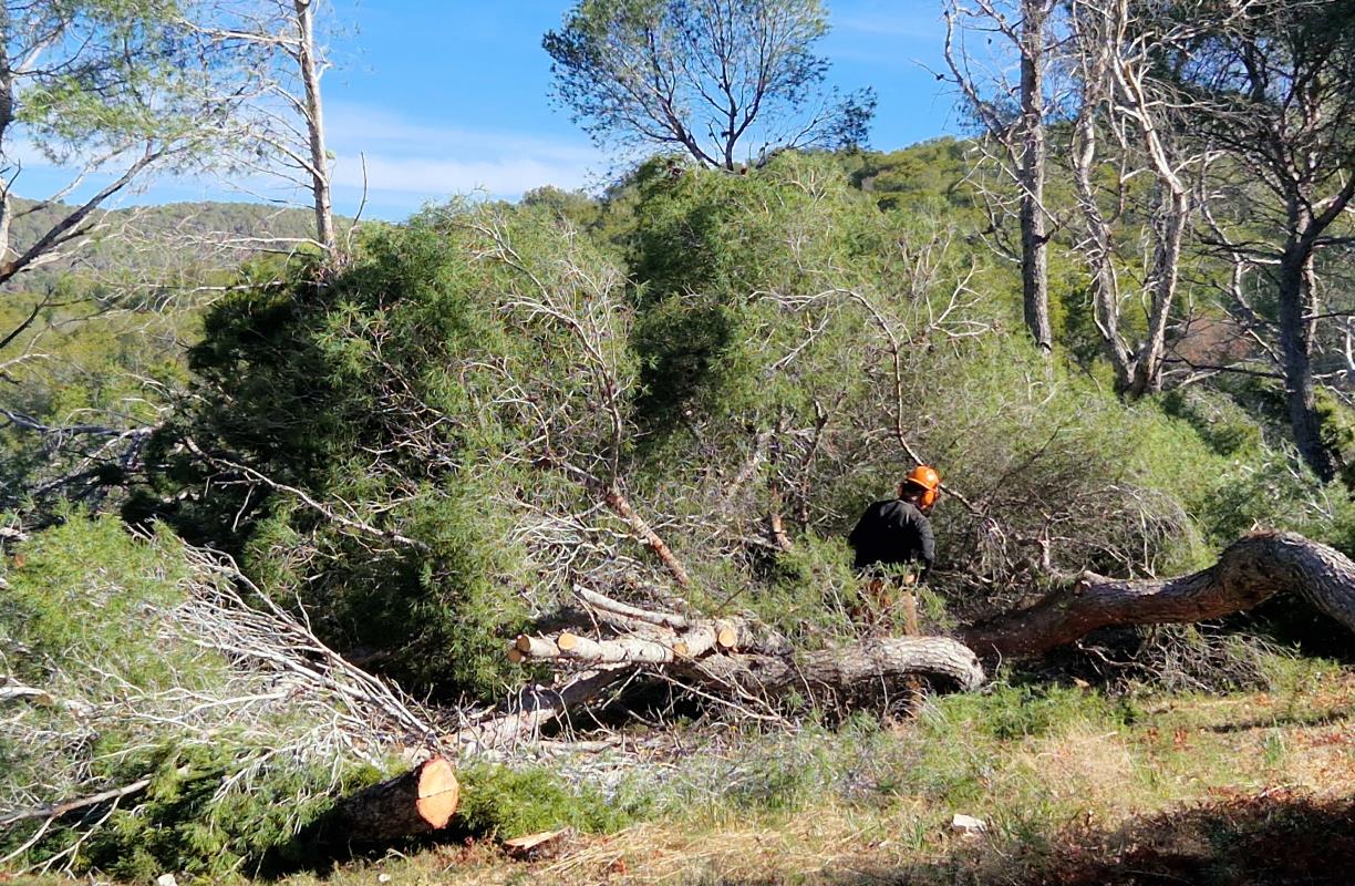 Comencen els treballs forestals a Els Girabals per prevenir incendis a Sant Pere de Ribes. Ajt Sant Pere de Ribes