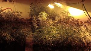 Decomís de 216 plantes de marihuana en un habitatge ocupat d'Olivella. Ajuntament d'Olivella