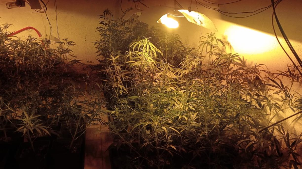 Decomís de 216 plantes de marihuana en un habitatge ocupat d'Olivella. Ajuntament d'Olivella