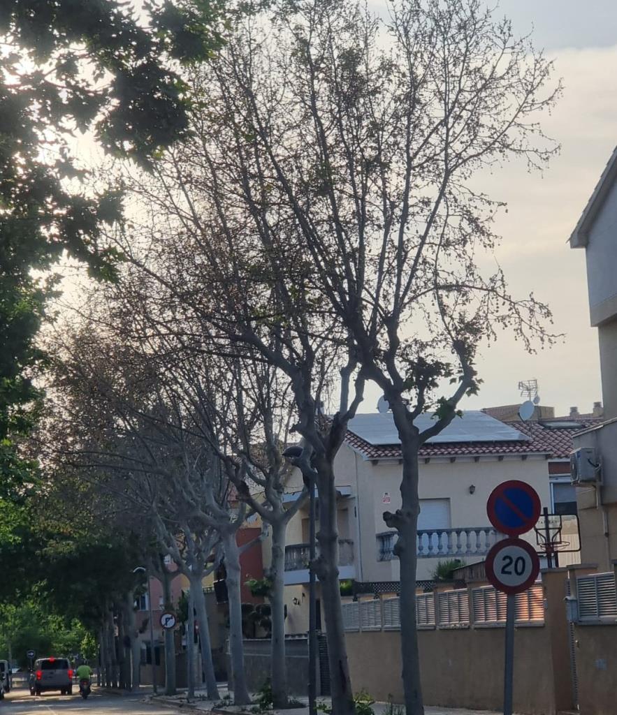 Denúncia pública a l’Arboç per la mort per enverinament de set plataners al carrer de Santa Llúcia. Ajuntament de l'Arboç