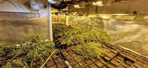 Desmantellen quatre plantacions de marihuana a Terrassa i Matadepera i un pis com a punt logístic a Vilanova. ACN